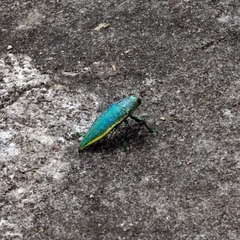 Psiloptera attenuata