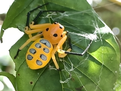 Platythomisus octomaculatus