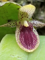 Pleurothallis punctulata