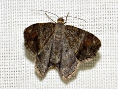 Chiasmia confuscata