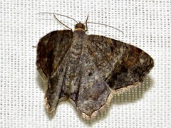 Chiasmia confuscata