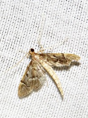 Duponchelia lanceolalis