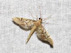 Duponchelia lanceolalis