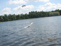 Chroicocephalus ridibundus