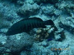 Cephalopholis panamensis