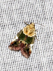Hypercodia wheeleri