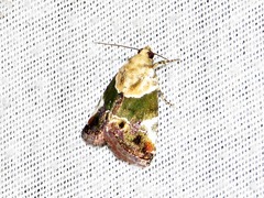 Hypercodia wheeleri
