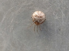 Platnickina nigropunctata