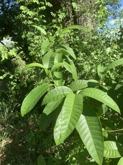 Tabernaemontana elegans