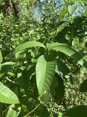 Tabernaemontana elegans
