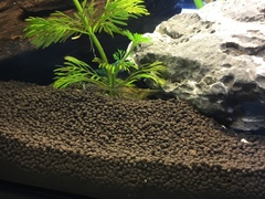 Caridina multidentata