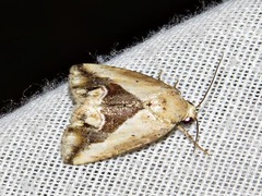 Lithacodia caffristis