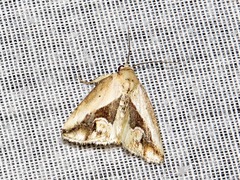 Lithacodia caffristis