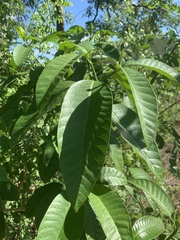 Tabernaemontana elegans