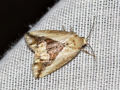 Lithacodia caffristis