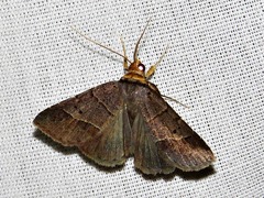 Plecoptera melalepis