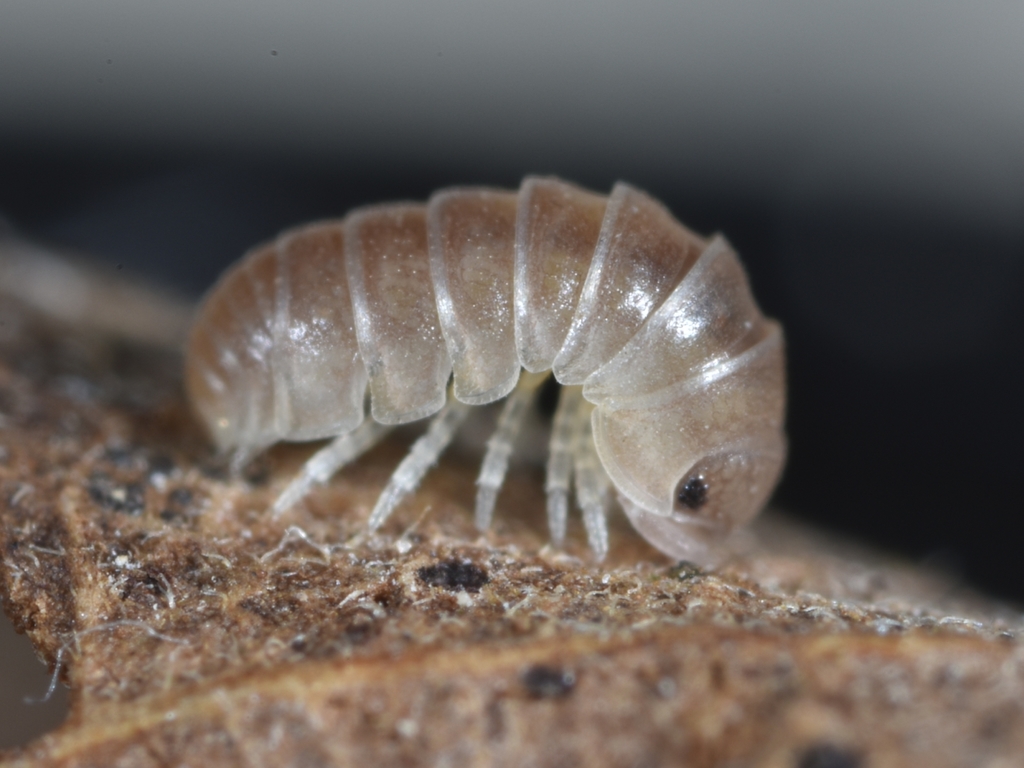 Split Pill Woodlice