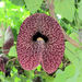 Aristolochia gigantea - Photo (c) cps,  זכויות יוצרים חלקיות (CC BY-NC), הועלה על ידי cps