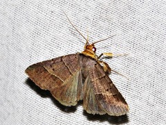 Plecoptera melalepis