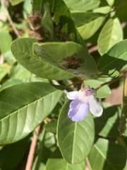 Vitex harveyana