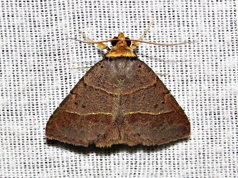 Plecoptera melalepis