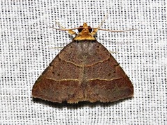 Plecoptera melalepis