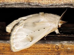 Naroma varipes