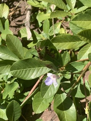 Vitex harveyana