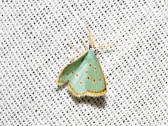 Comostolopsis stillata stillata