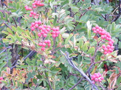 Sorbus sitchensis grayi