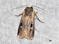 Effractilis effracta