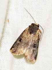 Effractilis effracta