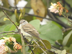 Nesotriccus incomtus