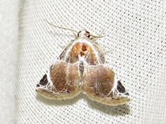 Eublemma costimacula
