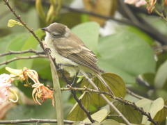 Nesotriccus incomtus