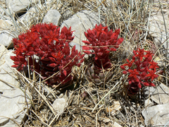 Prometheum sempervivoides