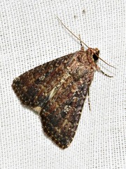 Condica capensis