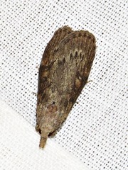 Lamoria adaptella