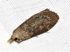 Lamoria adaptella