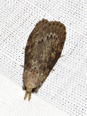 Lamoria adaptella
