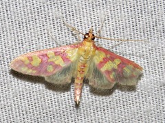 Stenochora lancinalis