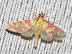 Stenochora lancinalis