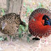 Satyr Tragopan - Photo (c) cps, some rights reserved (CC BY-NC), uploaded by cps