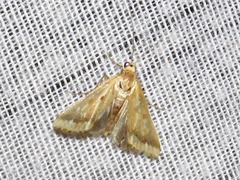 Achyra coelatalis