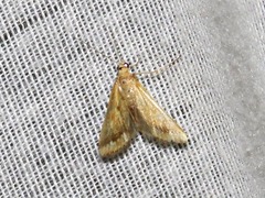 Achyra coelatalis