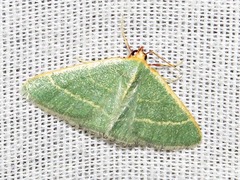 Microloxia ruficornis