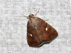 Amyna axis
