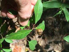 Ditrysinia fruticosa