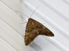Amyna axis