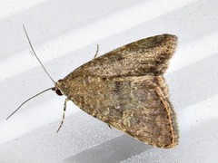 Amyna axis